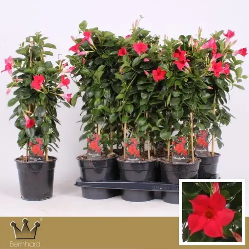 Mandeville rot Pyramide T17 H060