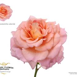 Rose verzweigt lachs/apricot Augusta Luise 50cm