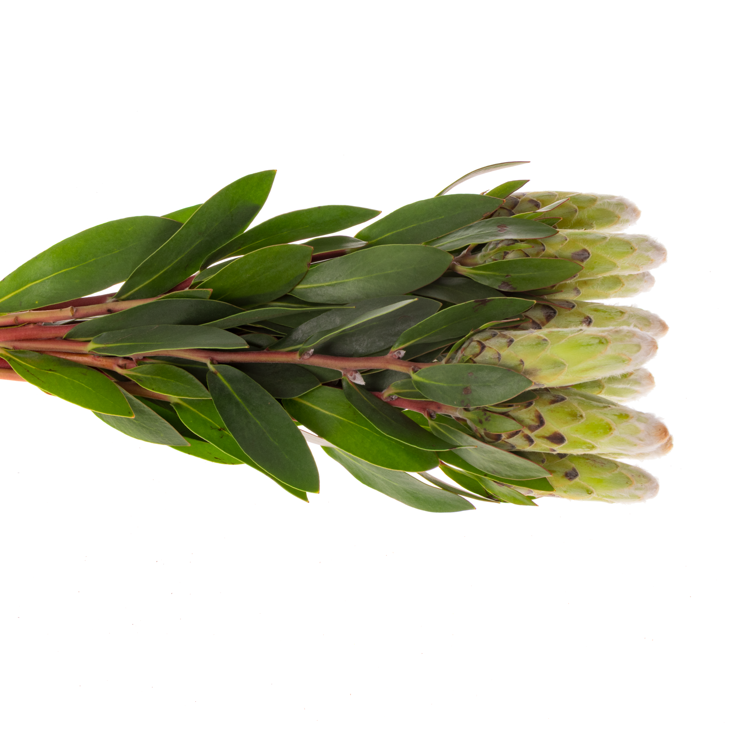 Protea weiss Mundi 60cm