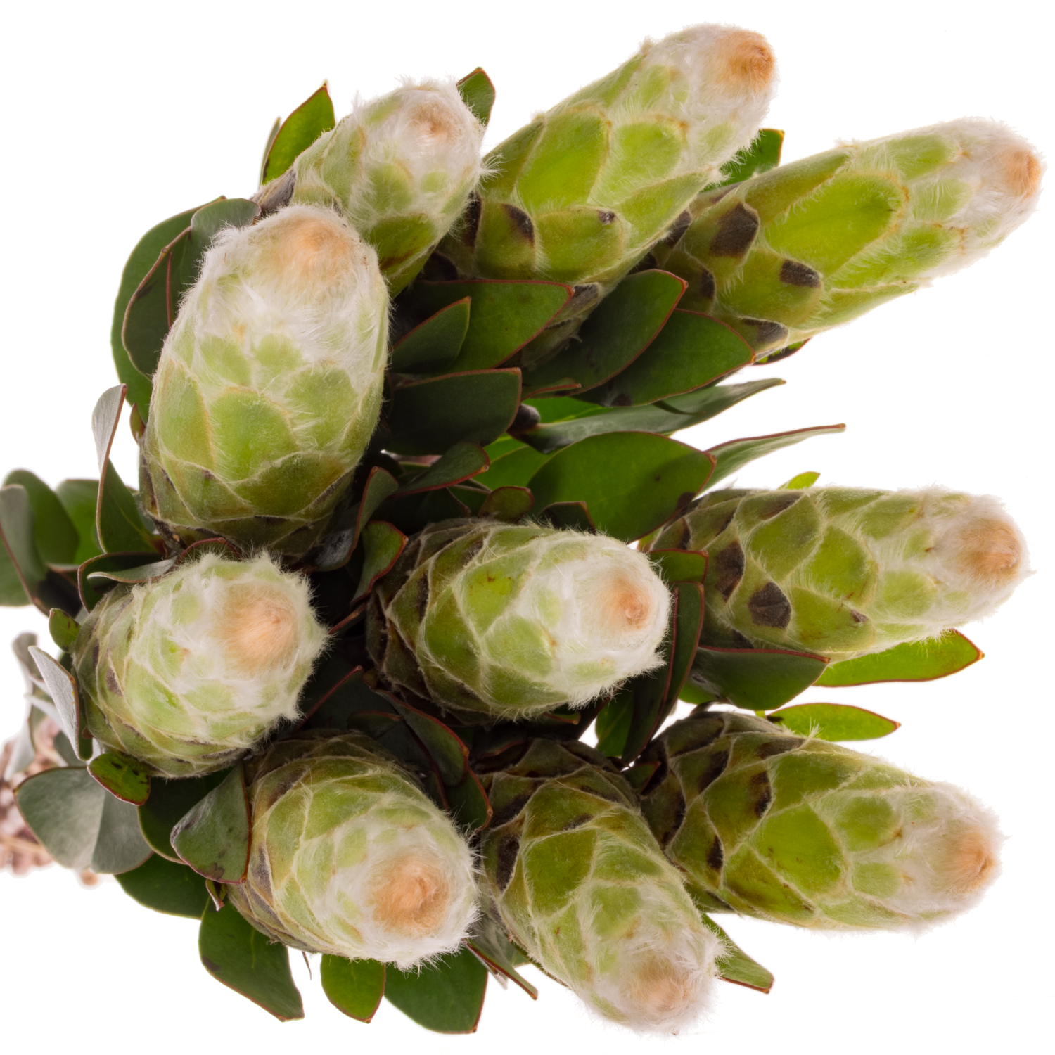 Protea weiss Mundi 60cm