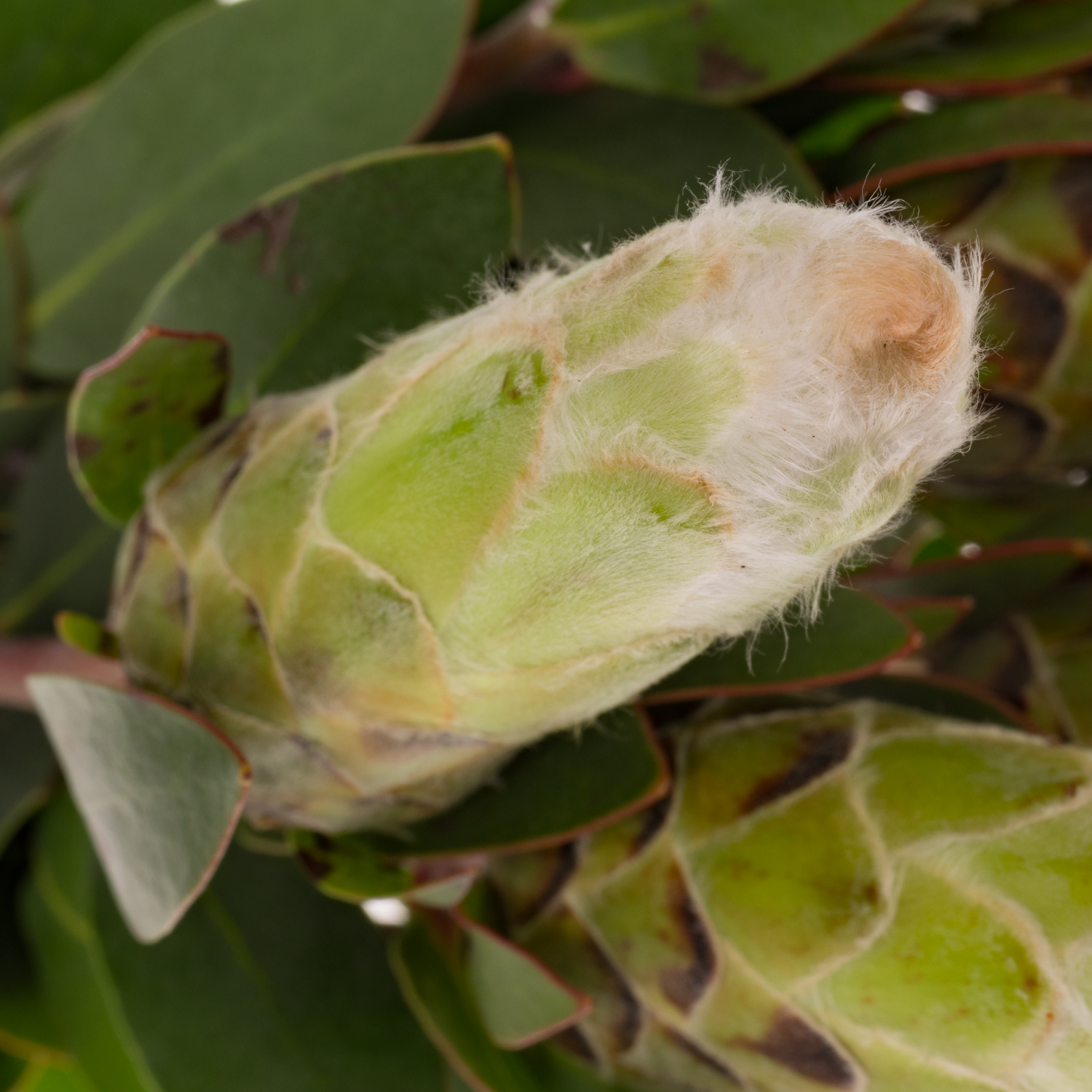 Protea weiss Mundi 60cm