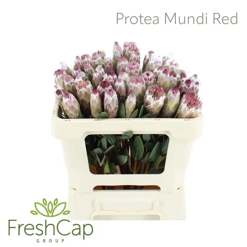 Protea weiss/rot Mundi 50cm