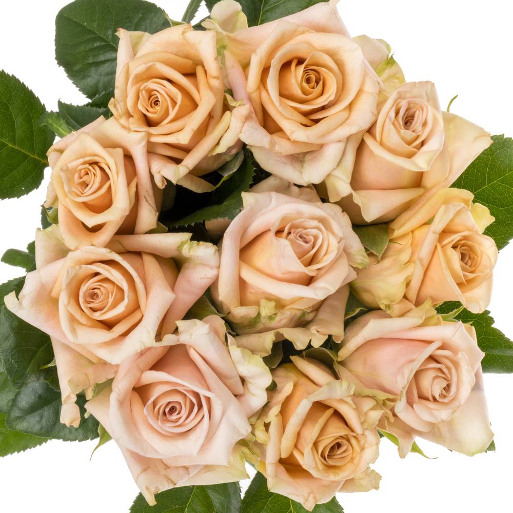 Rose lachs Sanddune 50cm