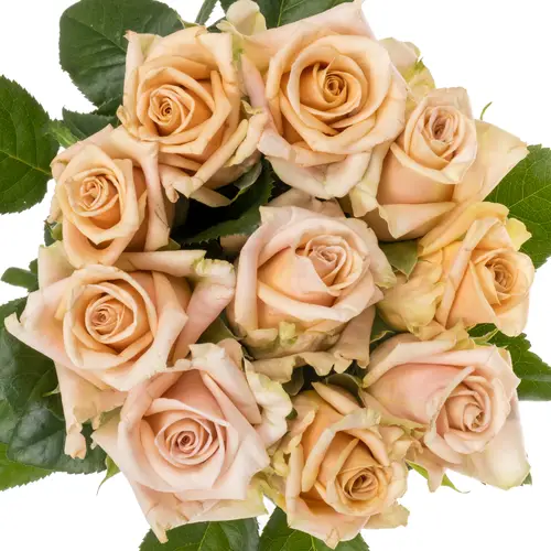 Rose lachs Sanddune 50cm