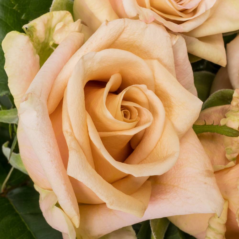 Rose lachs Sanddune 50cm