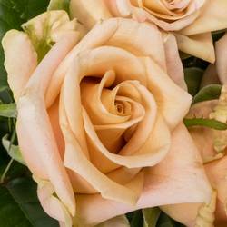 Rose lachs Sanddune 50cm