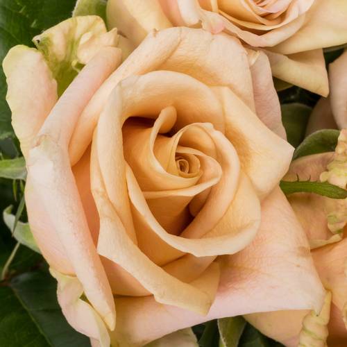Rose lachs Sanddune 50cm