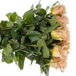 Rose lachs Sanddune 50cm