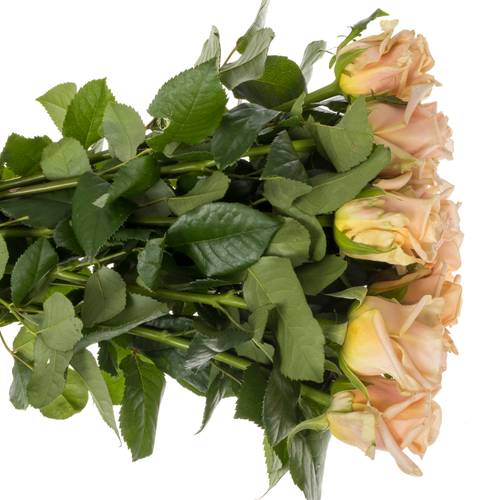 Rose lachs Sanddune 50cm