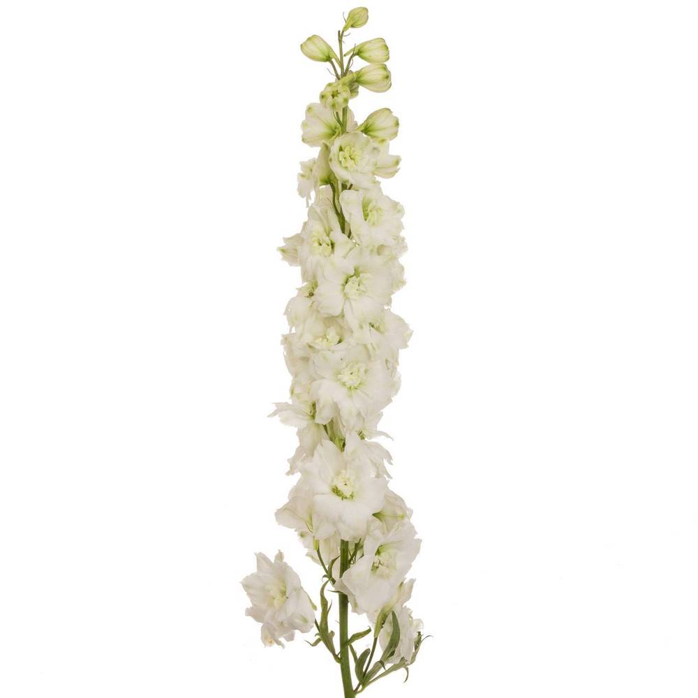 Delphinium weiss Dewi Siberia 70cm