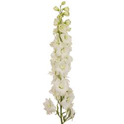 Delphinium weiss Dewi Siberia 70cm