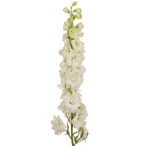 Delphinium weiss Dewi Siberia 70cm
