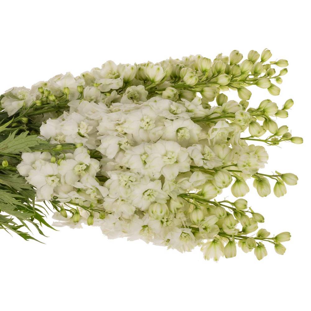 Delphinium weiss Dewi Siberia 70cm