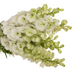 Delphinium weiss Dewi Siberia 70cm