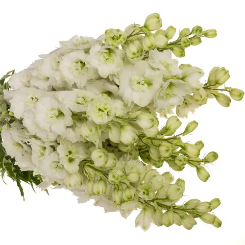 Delphinium weiss Dewi Siberia 70cm
