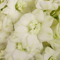 Delphinium weiss Dewi Siberia 70cm