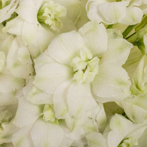 Delphinium weiss Dewi Siberia 70cm