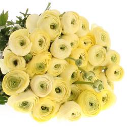 Ranunkel creme Super 40cm