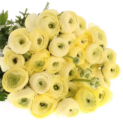 Ranunkel creme Super 40cm