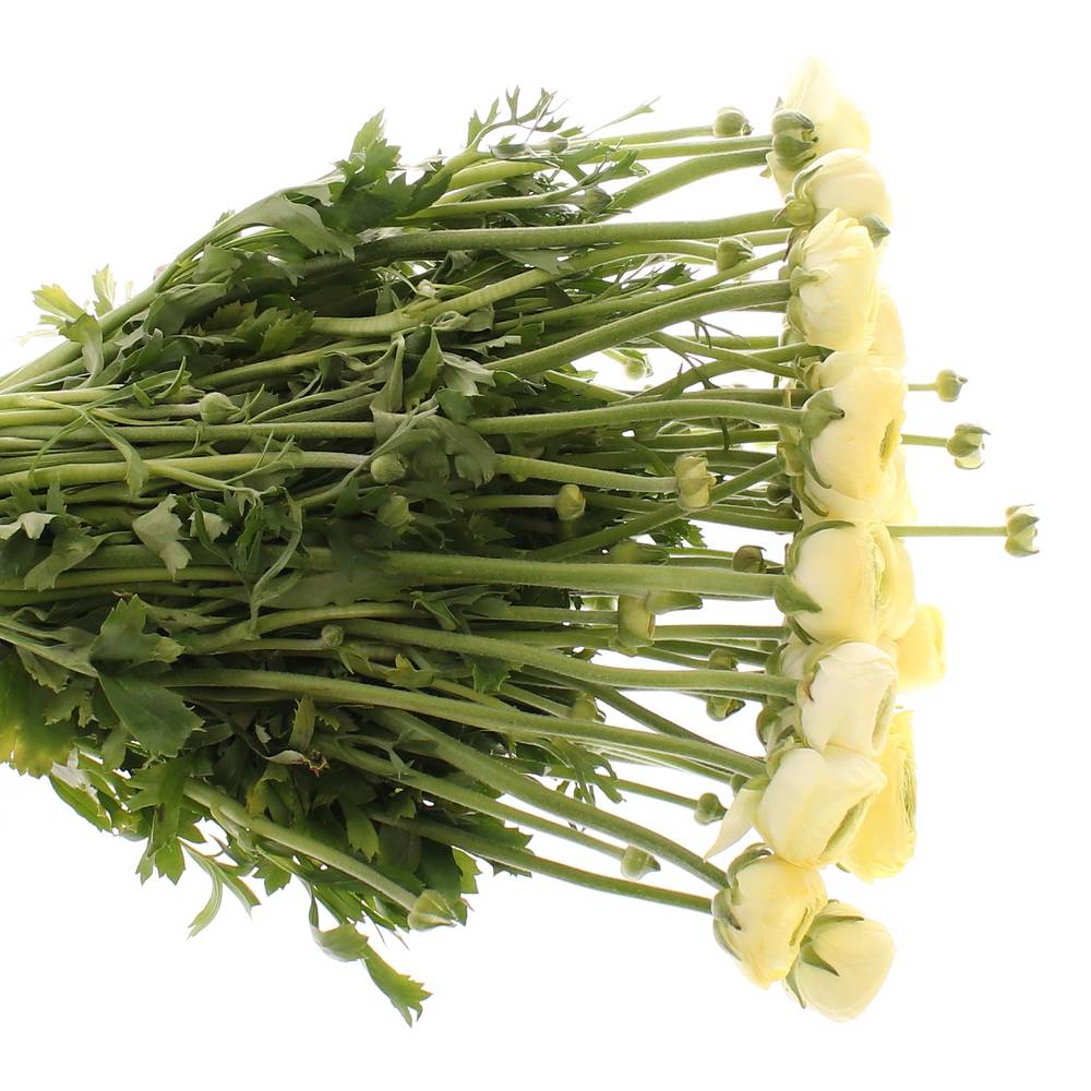Ranunkel creme Super 40cm