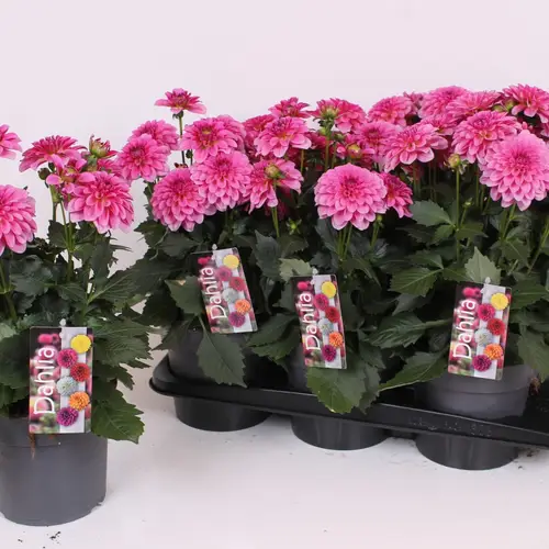 Dahlia dunkel rosa T17 H40