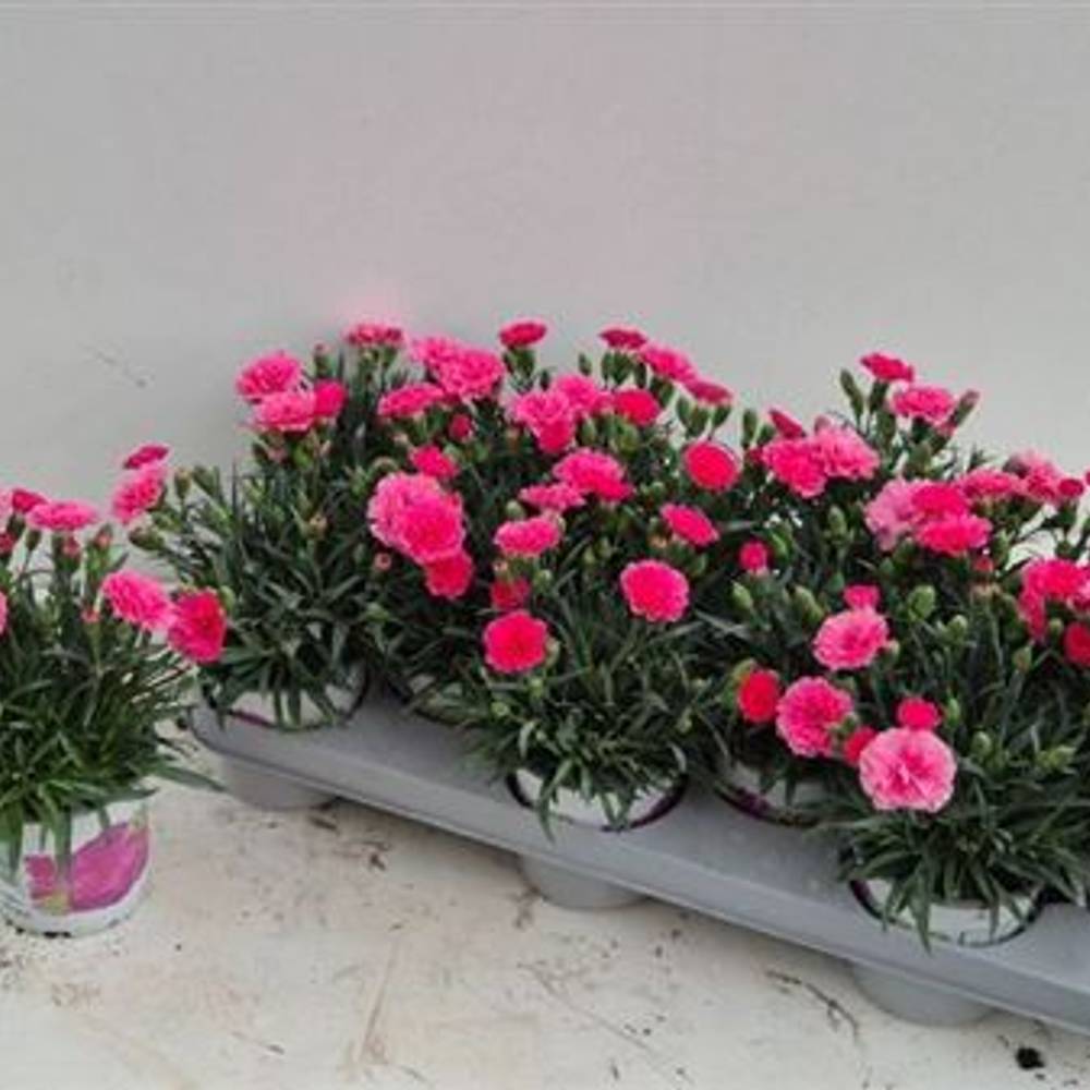 Dianthus rosa ILoveYou Schn. von Uhr T10,5 H018