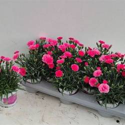 Dianthus rosa ILoveYou Schn. von Uhr T10,5 H018