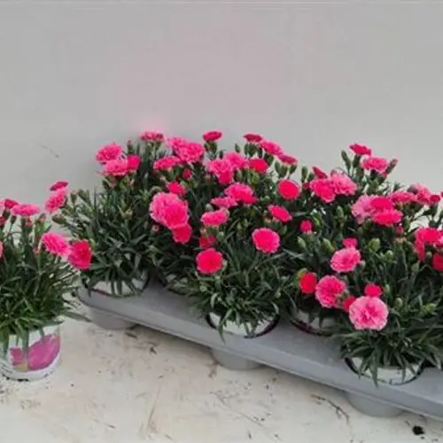 Dianthus rosa ILoveYou Schn. von Uhr T10,5 H018