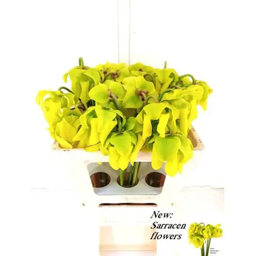 Sarracenia Gelb 50cm