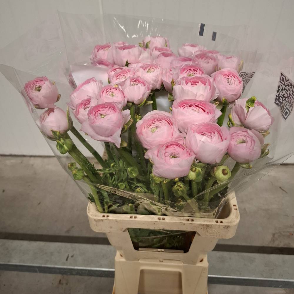 Ranunkel hell rosa Cloni Marleene 55cm x 20