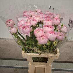 Ranunkel hell rosa Cloni Marleene 55cm x 20