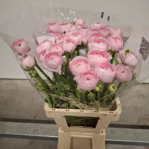 Ranunkel hell rosa Cloni Marleene 55cm x 20