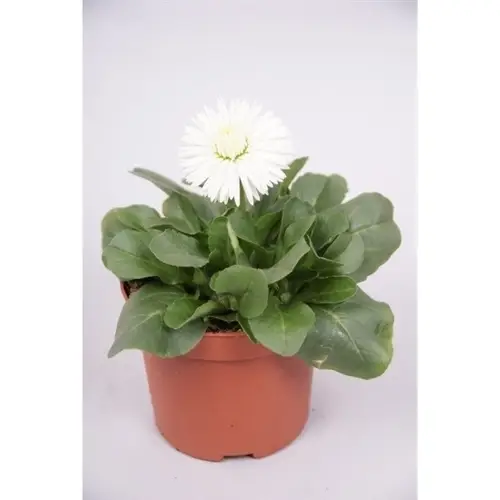 Bellis weiss Grossbl. T09 H020