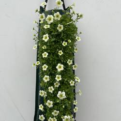 Saxifraga weiss Wandhänger T50 H025
