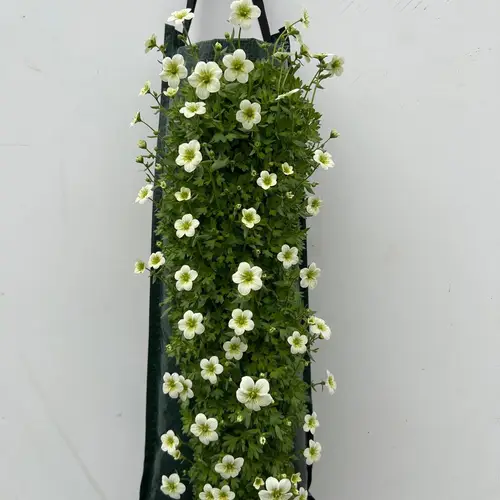 Saxifraga weiss Wandhänger T50 H025