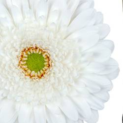 Gerbera weiss Gabriella