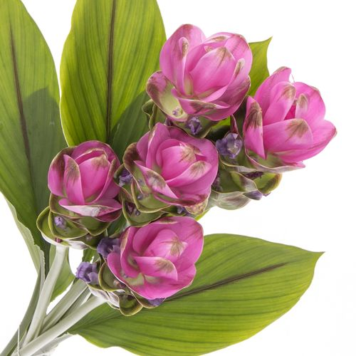 Curcuma lila Shadow 70cm X16