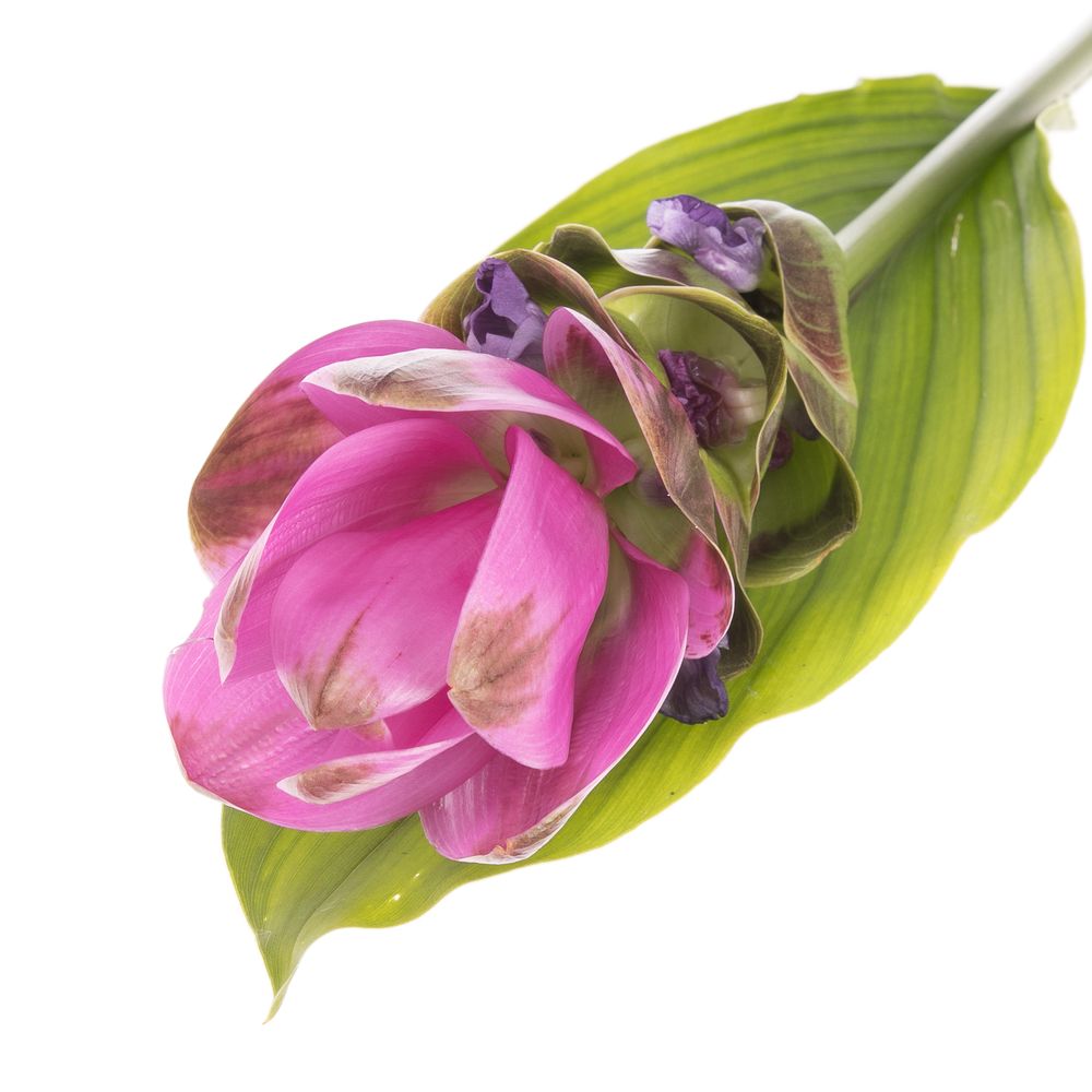 Curcuma lila Shadow 70cm X16