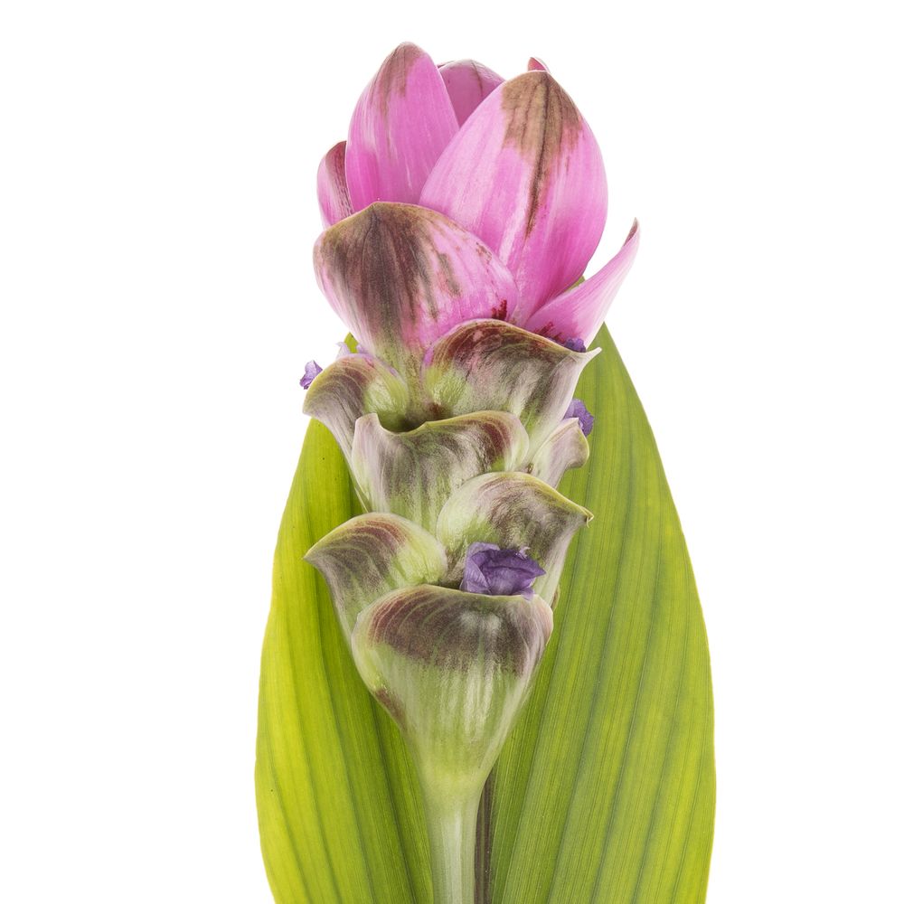 Curcuma lila Shadow 70cm X16