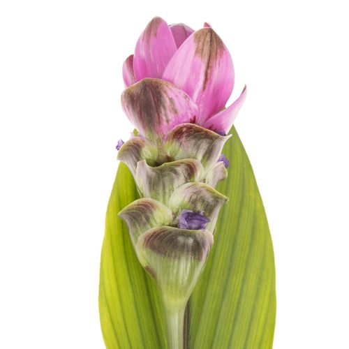 Curcuma lila Shadow 70cm X16