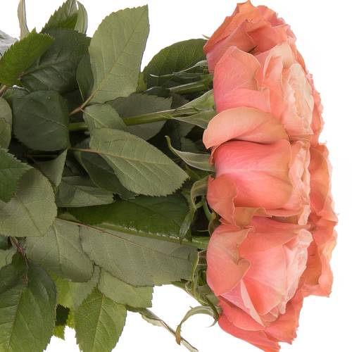 Rose lachs Kahala 70cm