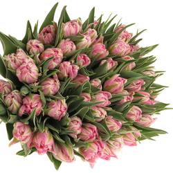 Tulpe rosa doppel DotCom 32 Gramm