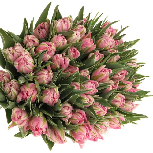 Tulpe rosa doppel DotCom 32 Gramm