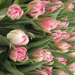 Tulpe rosa doppel DotCom 32 Gramm