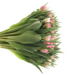 Tulpe rosa doppel DotCom 32 Gramm