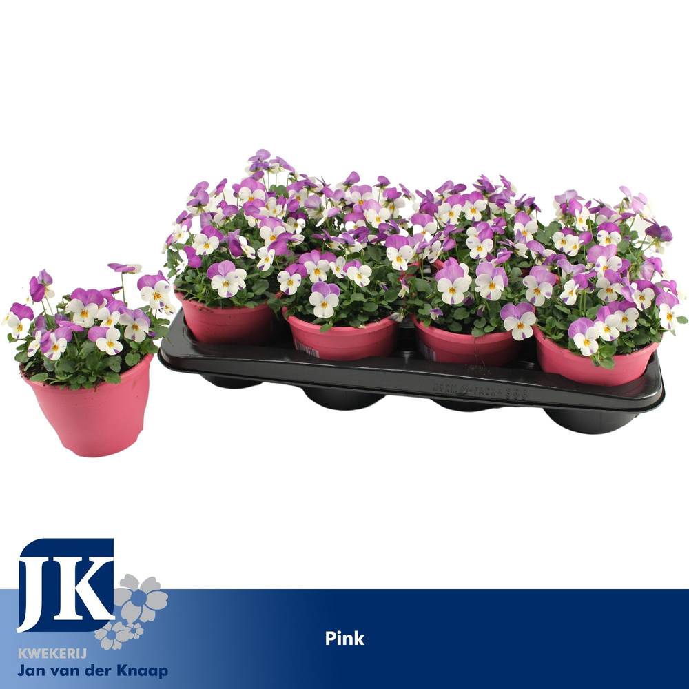 Hornveilchen rosa weiss T14 H012