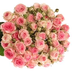 Rose verzweigt rosa Kate-Lynn 6+Blüte 70cm