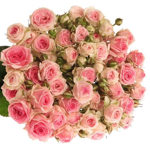 Rose verzweigt rosa Kate-Lynn 6+Blüte 70cm