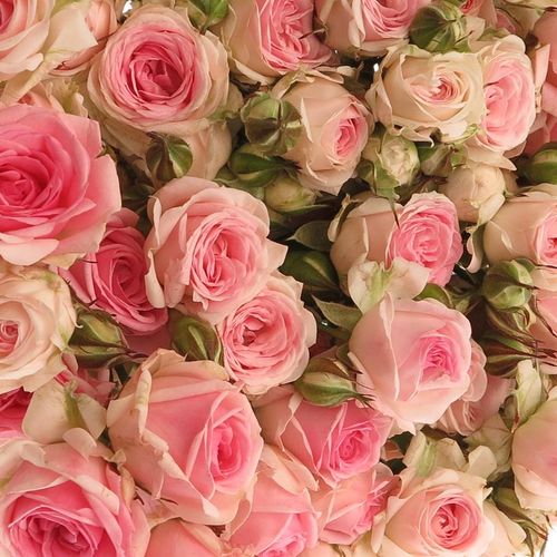 Rose verzweigt rosa Kate-Lynn 6+Blüte 70cm