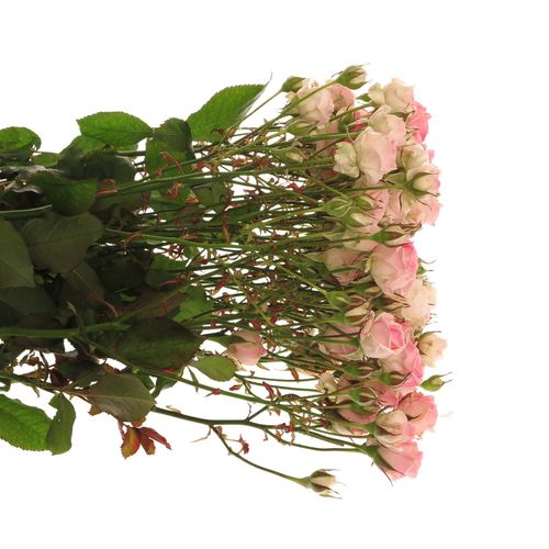 Rose verzweigt rosa Kate-Lynn 6+Blüte 70cm